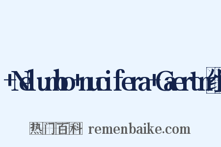 +Nelumbo+nucifera+Gaertn组词是什么意思的图片